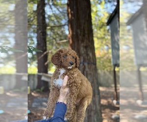 Double Doodle Puppy for sale in ROHNERT PARK, CA, USA