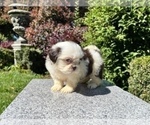 Small #5 Shih Tzu