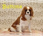 Small Photo #1 Cavapoo Puppy For Sale in DENVER, PA, USA