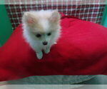 Small #4 Pomeranian