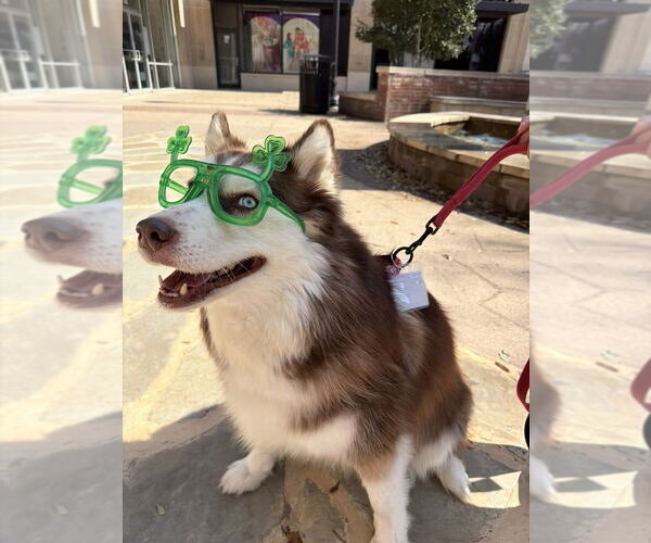 Medium Photo #3 Siberian Husky Puppy For Sale in Carrollton, TX, USA