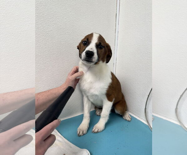 Medium Photo #1 Border Collie-Boxer Mix Puppy For Sale in Overland Park, KS, USA