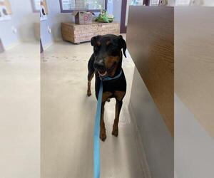 Doberman Pinscher Dogs for adoption in Santa Cruz, CA, USA