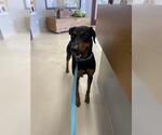 Small Doberman Pinscher