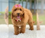Small Photo #5 Goldendoodle (Miniature) Puppy For Sale in FROSTPROOF, FL, USA