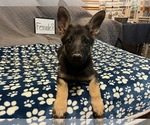 Small #6 German Shepherd Dog