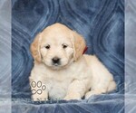 Small Goldendoodle (Miniature)