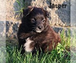 Small Photo #4 Rat Terrier Puppy For Sale in HESPERIA, MI, USA