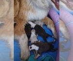 Small #2 Miniature Australian Shepherd