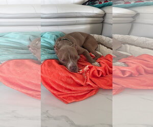 COURTESY POST: Macho - Male American Pit Bull Terrier-Unknown Mix Dog for Adoption - Photo #2