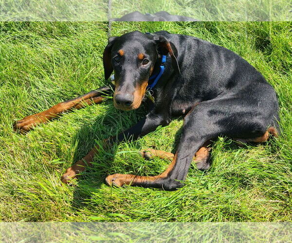 Medium Photo #5 Doberman Pinscher Puppy For Sale in Minneaoplis, MN, USA