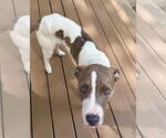 Small Photo #20 Boxer-Unknown Mix Puppy For Sale in Mount Laurel, NJ, USA