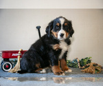 Puppy Sprinkle Bernese Mountain Dog