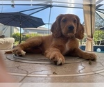 Small #3 Cavapoo