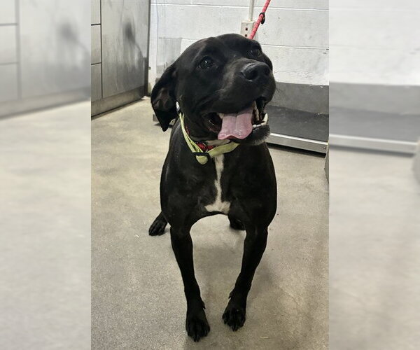 Medium Photo #1 American Pit Bull Terrier-Labrador Retriever Mix Puppy For Sale in Forestville, MD, USA