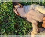 Small Photo #8 Cavalier King Charles Spaniel Puppy For Sale in WOOSTER, OH, USA