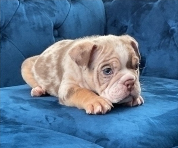 Medium Photo #4 English Bulldog Puppy For Sale in SAN FRANCISCO, CA, USA