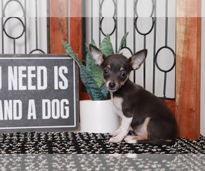 Chihuahua Puppy for sale in NAPLES, FL, USA