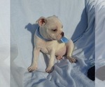 Small Photo #48 Boston Terrier Puppy For Sale in ALBANY, OH, USA