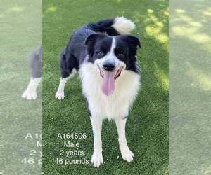 Border Collie-Unknown Mix Dogs for adoption in Calgary, Alberta, Canada