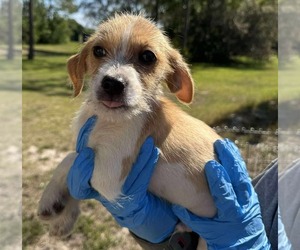 Jack-A-Bee Dogs for adoption in Melrose, FL, USA