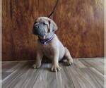 Small Photo #25 Cane Corso Puppy For Sale in APPLE VALLEY, CA, USA