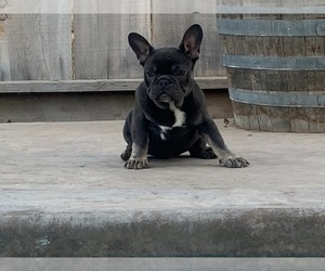 French Bulldog Puppy for sale in ELDERWOOD, CA, USA