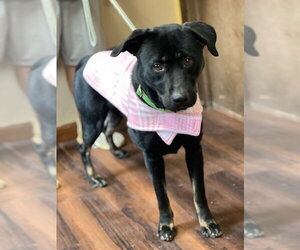 Female Black lab, black lab - Female Border Collie-Unknown Mix Dog for Adoption - Photo #6