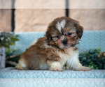 Small Photo #13 Shih Tzu Puppy For Sale in SUGARCREEK, OH, USA