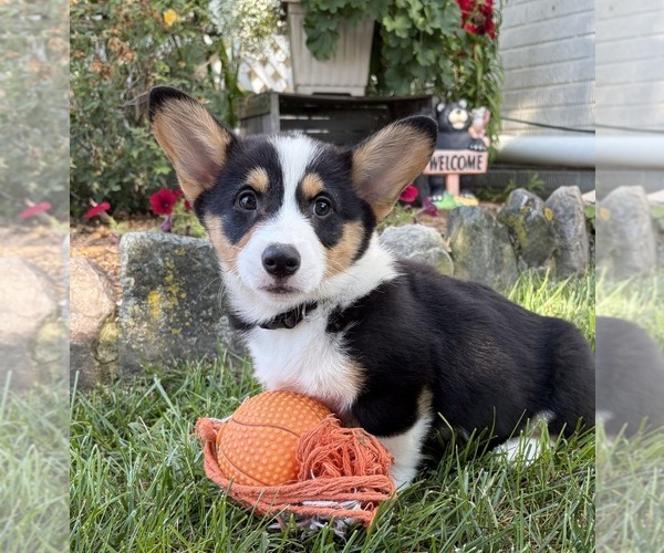 Medium Photo #2 Pembroke Welsh Corgi Puppy For Sale in MIDDLEBURY, IN, USA
