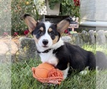 Small #1 Pembroke Welsh Corgi
