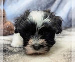 Small #2 Havanese