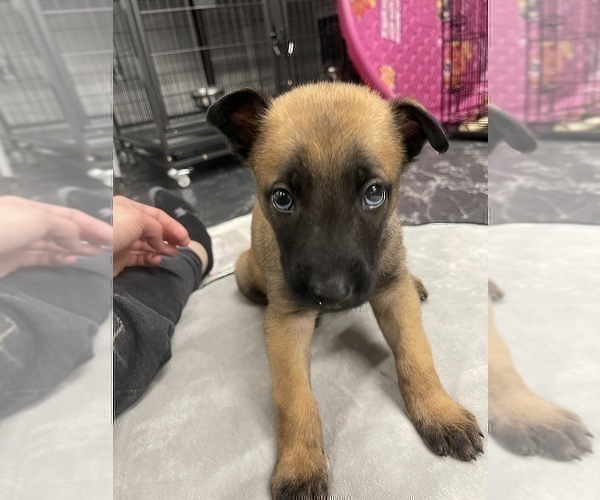 Medium Photo #141 Belgian Malinois Puppy For Sale in REESEVILLE, WI, USA