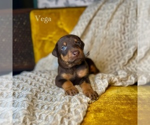 Doberman Pinscher Puppy for Sale in ALLEN, Kentucky USA