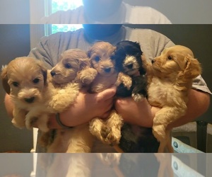 F2 Aussiedoodle Litter for sale in SPRINGFIELD, MO, USA