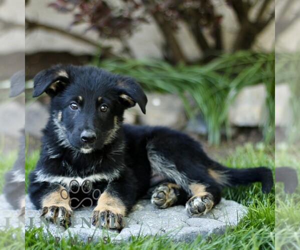 Medium Photo #3 Australian Shepherd-German Shepherd Dog Mix Puppy For Sale in BIRD IN HAND, PA, USA
