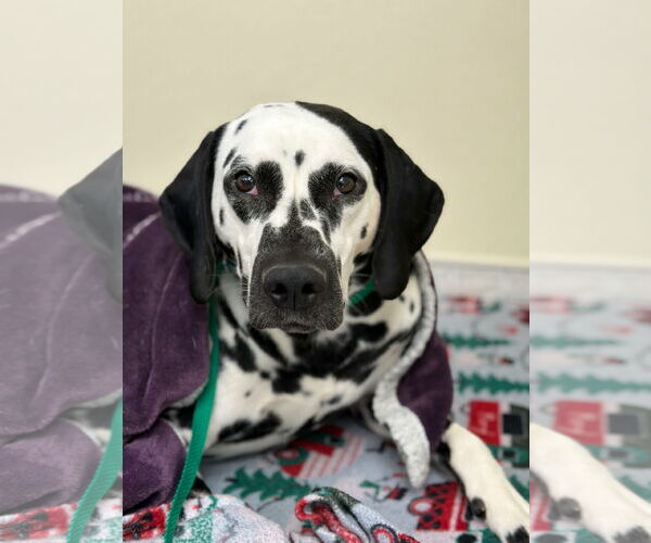 Medium Photo #3 Dalmatian Puppy For Sale in Croydon, NH, USA