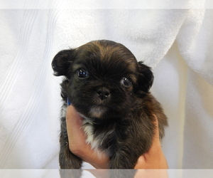 Pekingese Puppy for sale in CENTRAL POINT, OR, USA