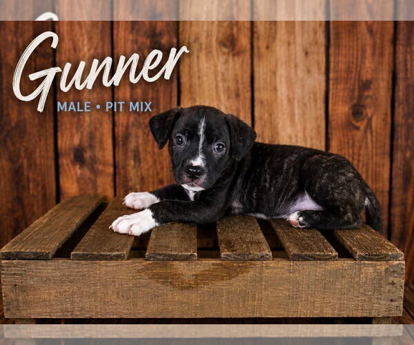 Medium Photo #1 American Staffordshire Terrier-Staffordshire Bull Terrier Mix Puppy For Sale in Holly Springs, NC, USA