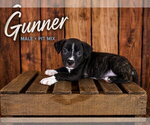 Small American Staffordshire Terrier-Staffordshire Bull Terrier Mix
