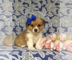 Small Photo #5 Pembroke Welsh Corgi Puppy For Sale in DELTA, PA, USA