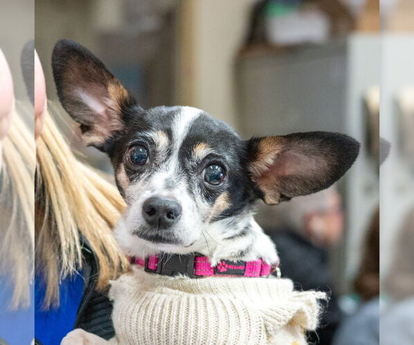 Medium Photo #6 Chiweenie Puppy For Sale in Mundelein, IL, USA