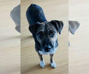 Mutt Dogs for adoption in Plainfield, IL, USA