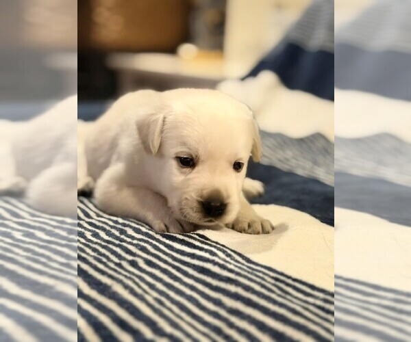 Medium Photo #4 Labrador Retriever Puppy For Sale in HAMPSTEAD, NC, USA