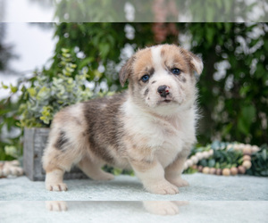 Medium Pembroke Welsh Corgi