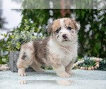 Puppy Milly Pembroke Welsh Corgi