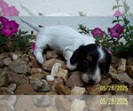 Small #9 Dachshund
