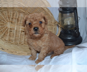 Medium Cavapoo (Miniature)-Poodle (Toy) Mix