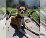 Small #1 Chihuahua Mix