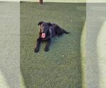 Small #6 Labrador Retriever Mix